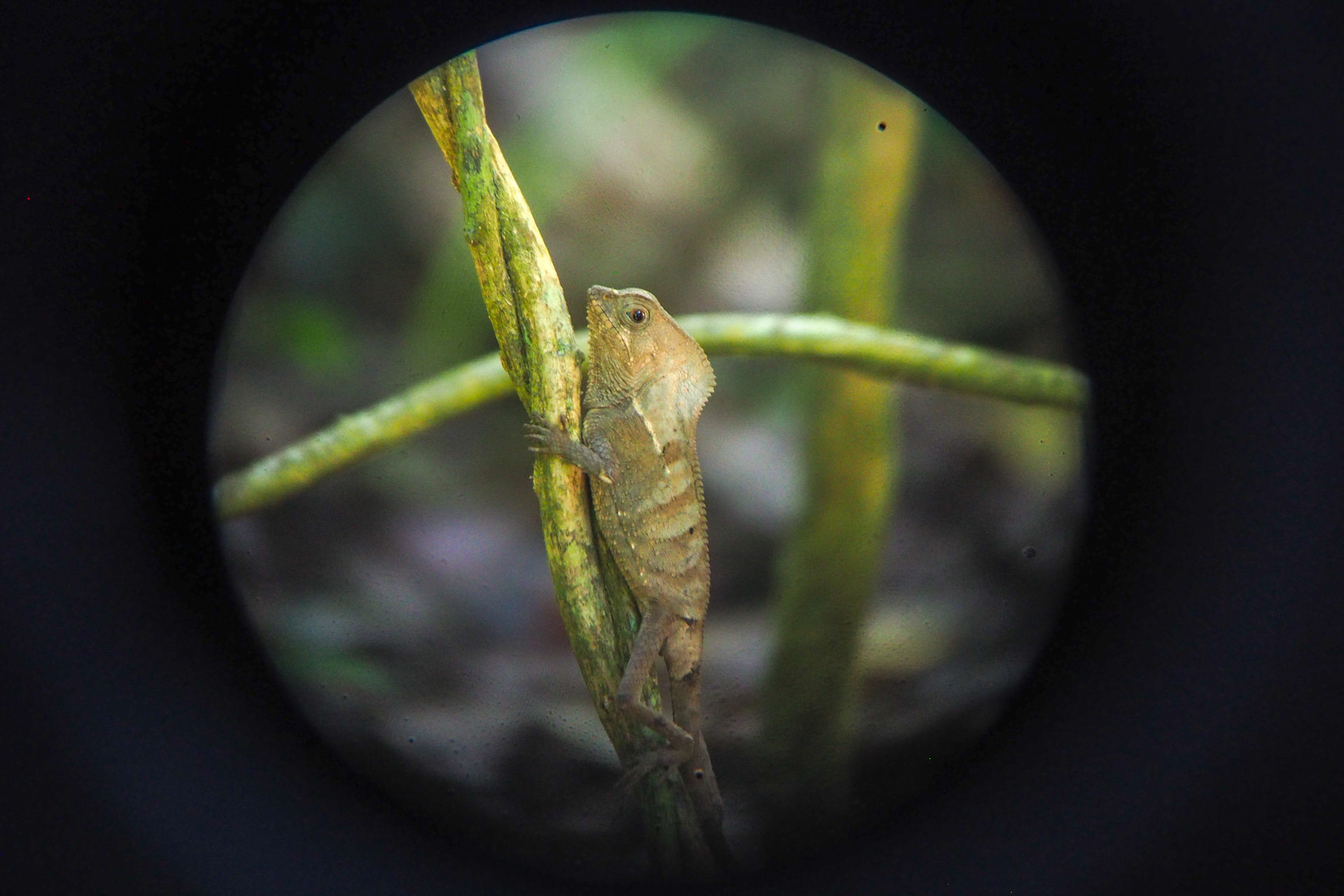 Iguane casqué