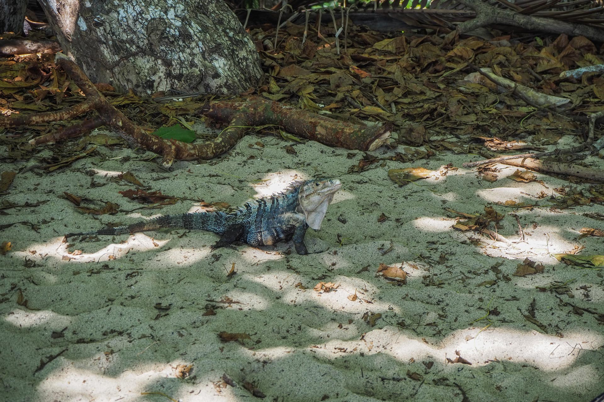 Iguane