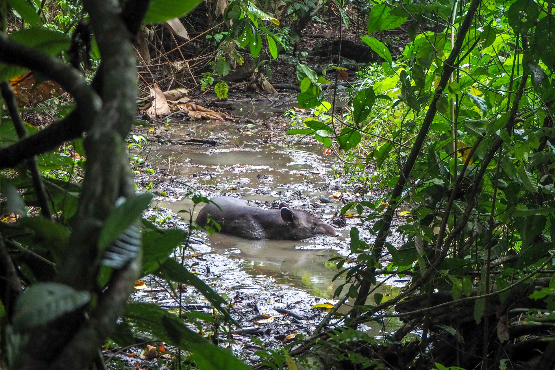 Tapir