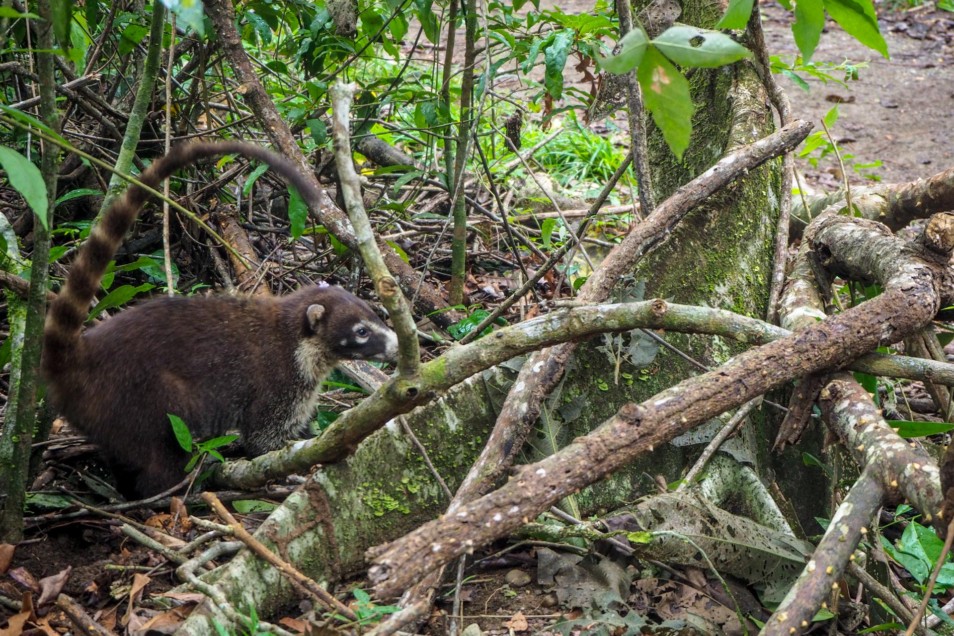 Coatis