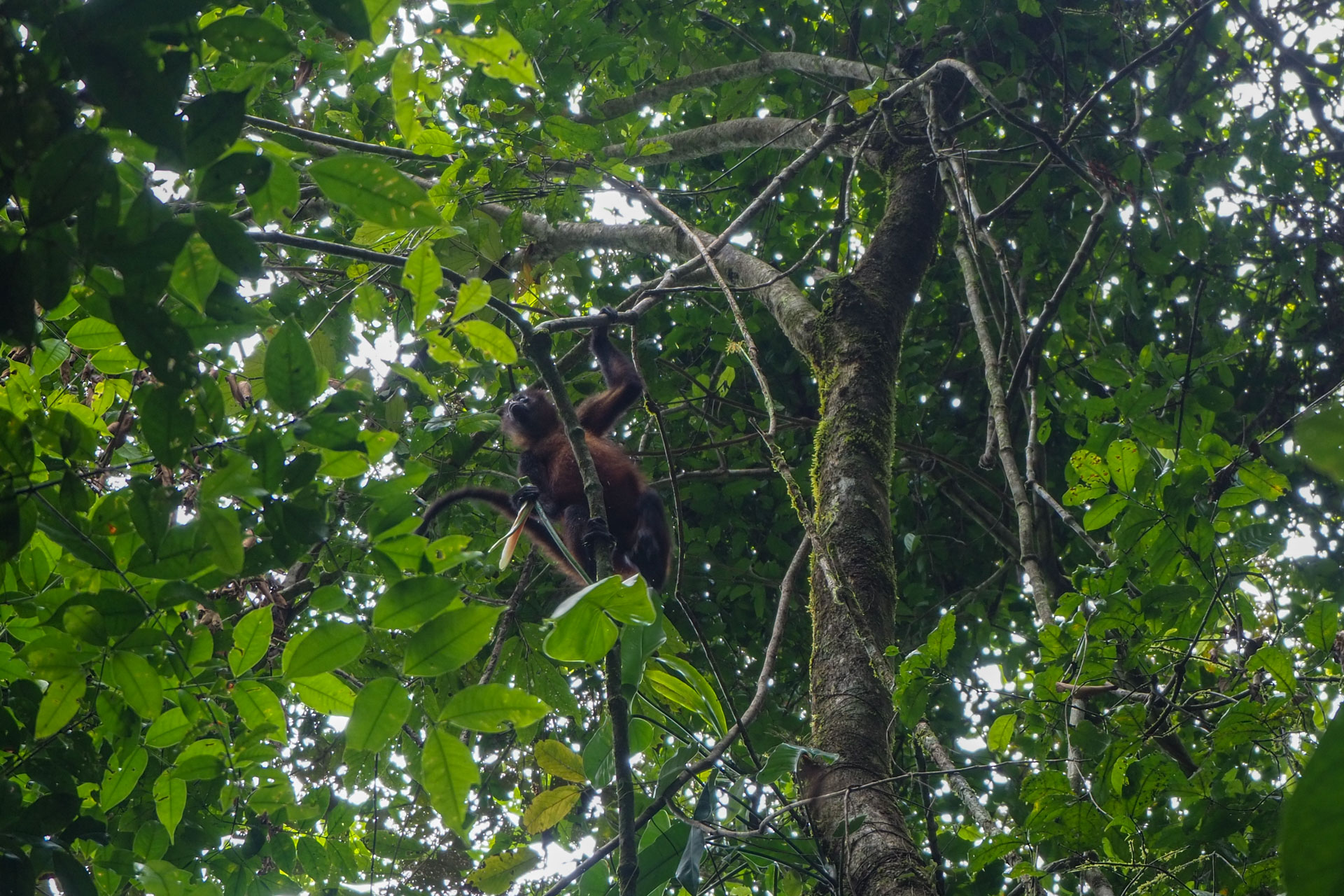 Singe araignée