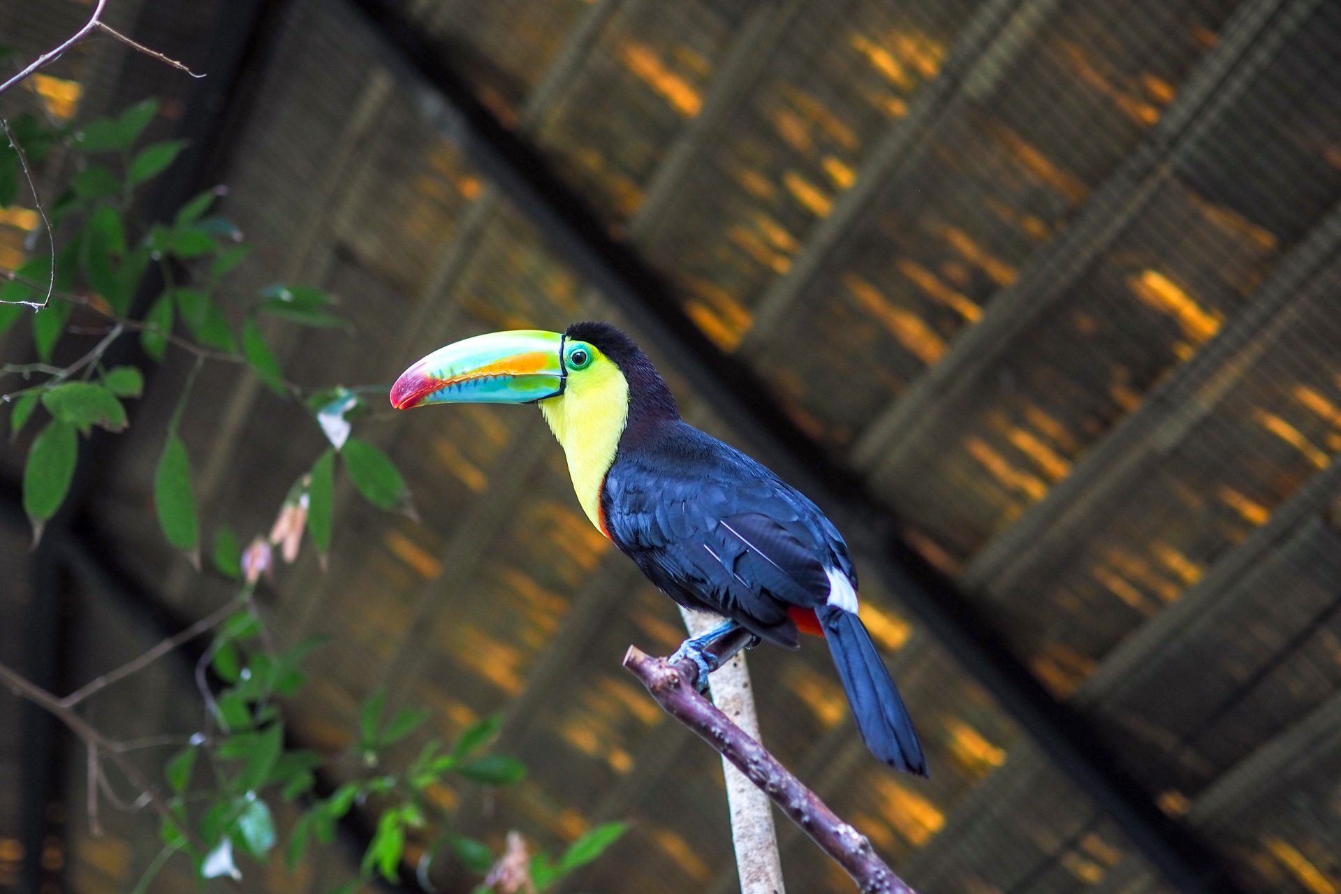 Toucan