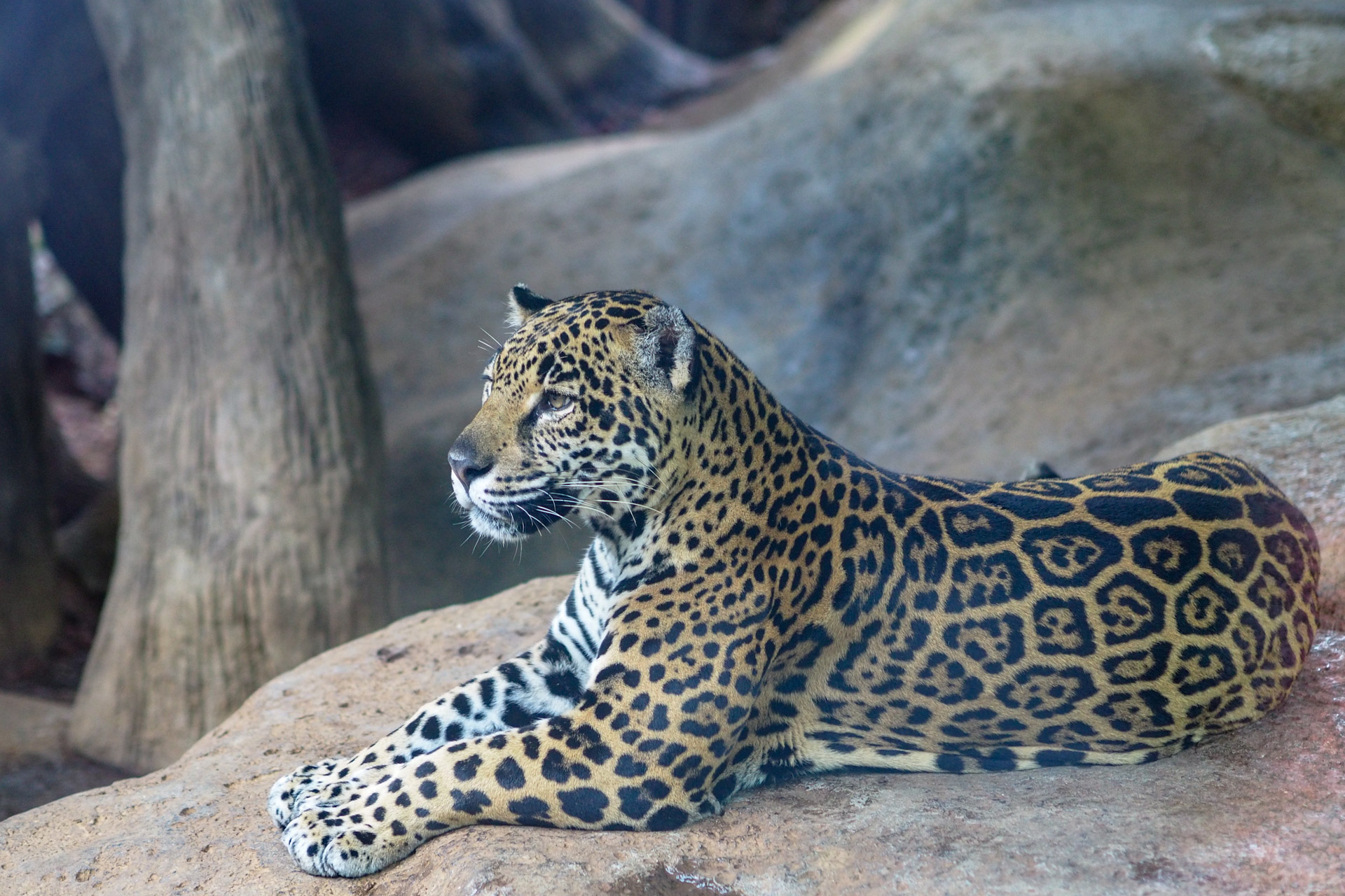 Jaguar