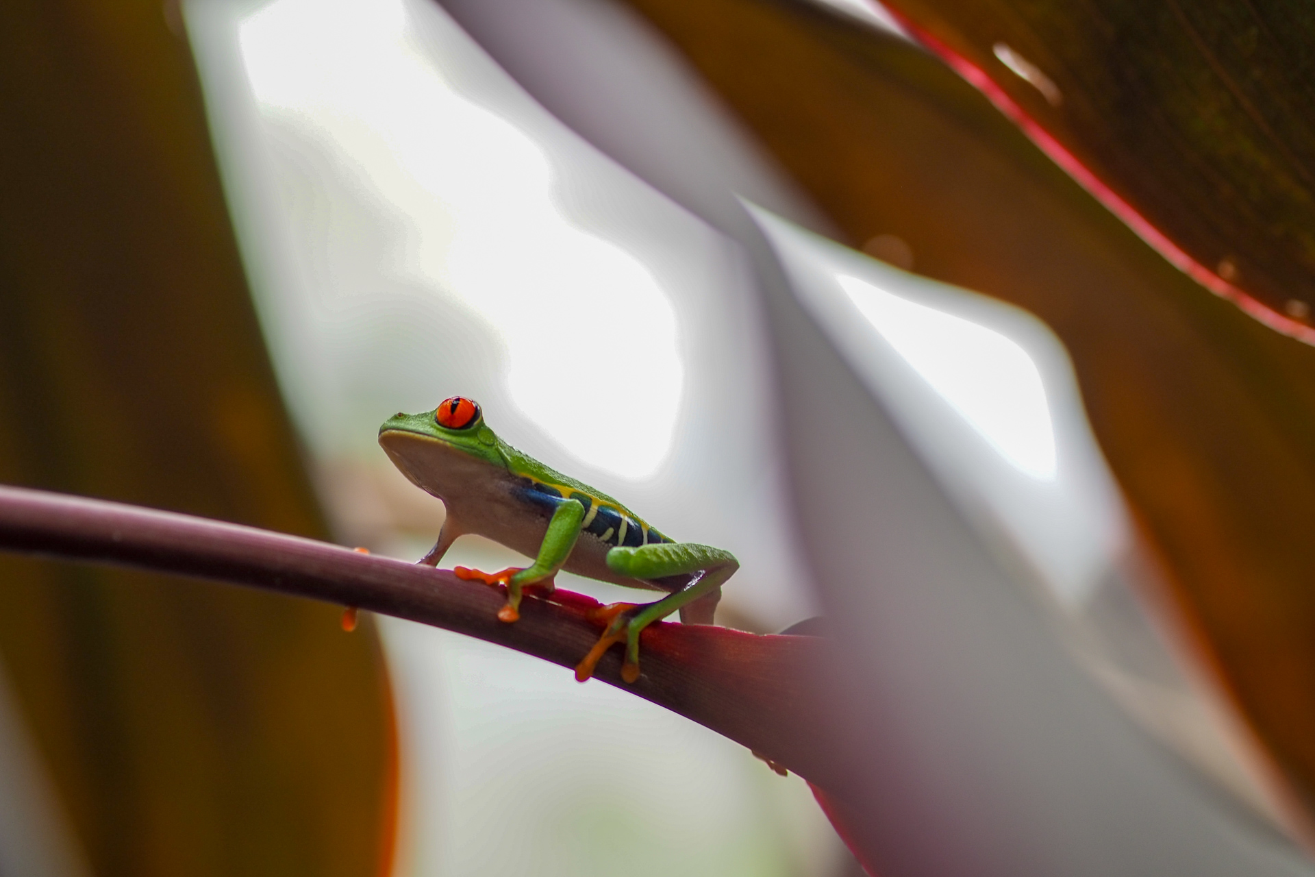 Rainette aux yeux rouges