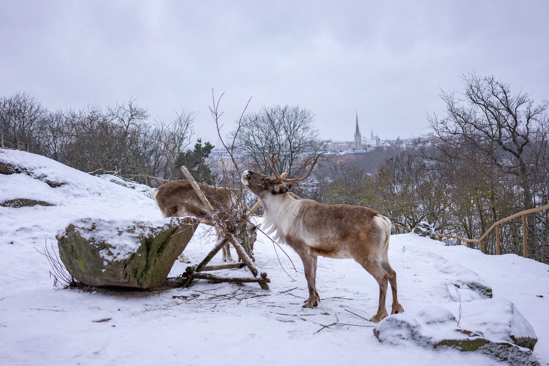 SUEDE – Visiter Stockholm en hiver