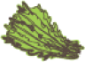 Liseron Liseron