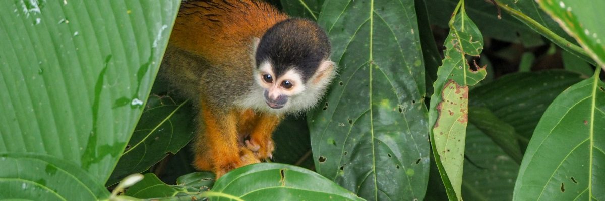 Singe écureuil Singe écureuil